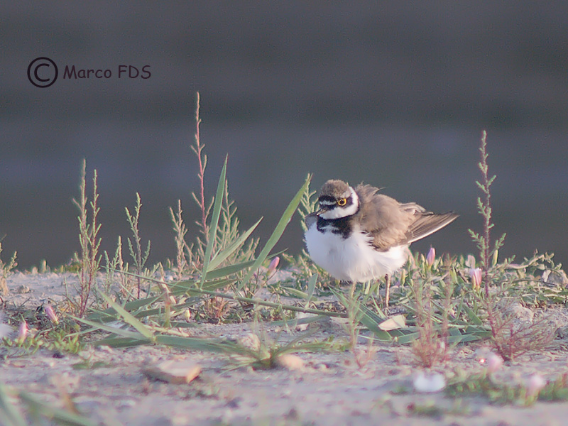 Il mio piccolo sfuggente.... amico.